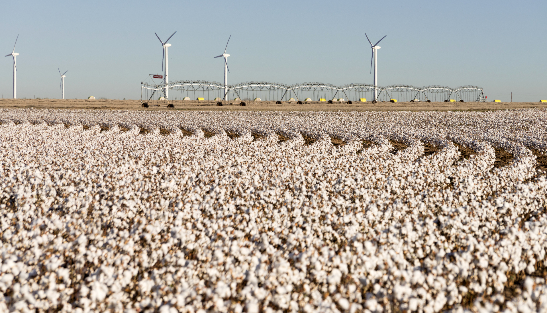 Cotton field with wind turbines at sunrise